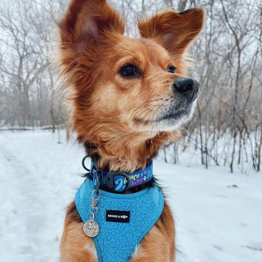 Adjustable Teddy Fabric Dog Harness - Electric Blue