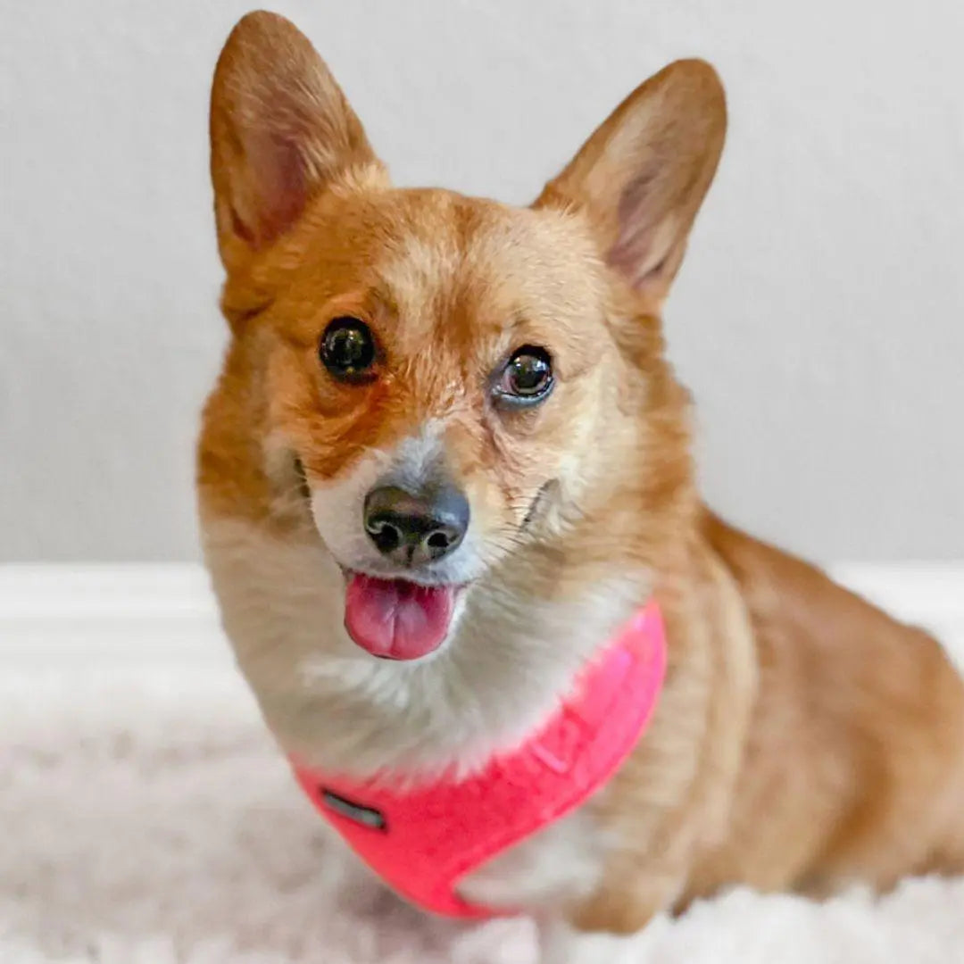 Adjustable Teddy Fabric Dog Harness - Fluorescent Pink