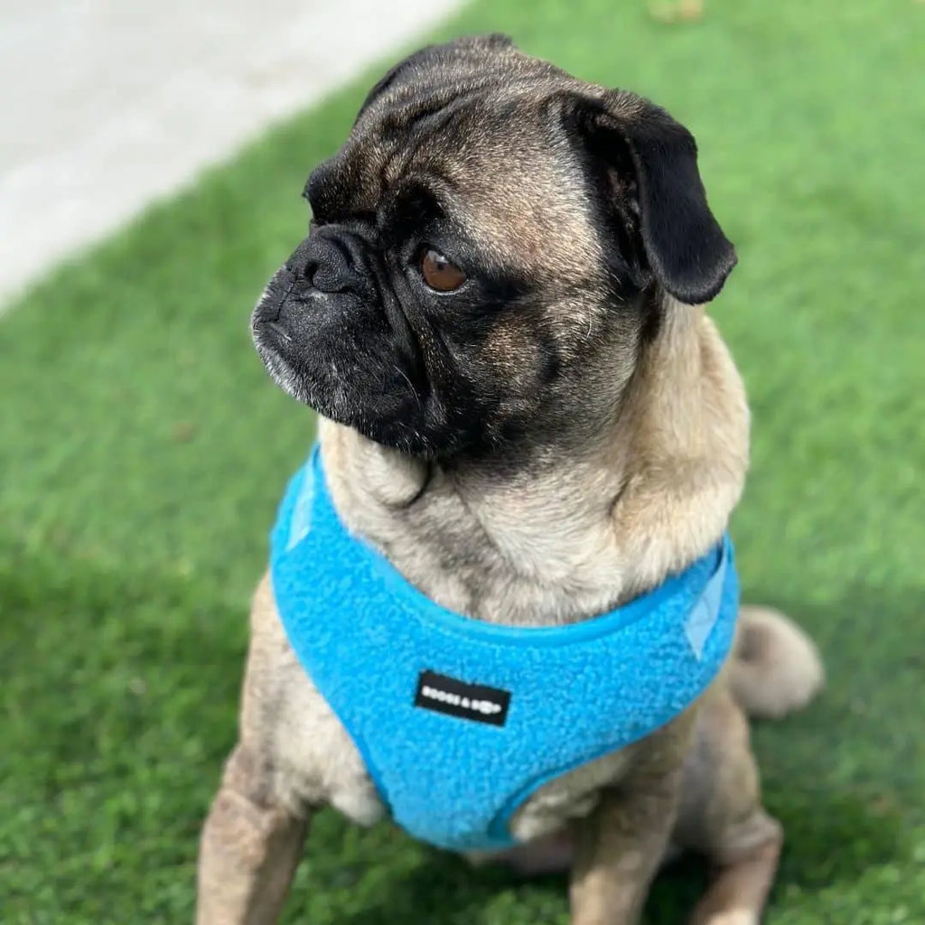 Adjustable Teddy Fabric Dog Harness - Electric Blue